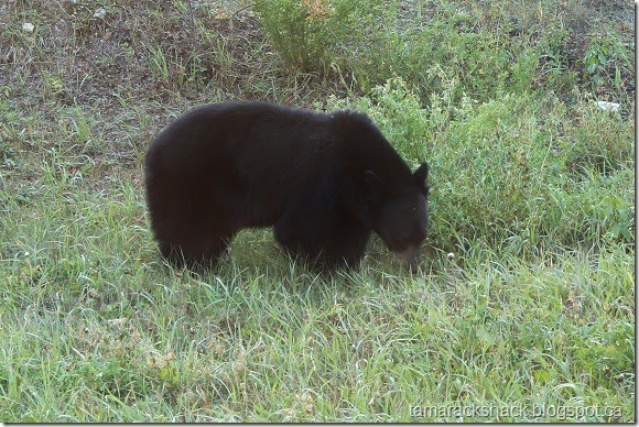 bear1