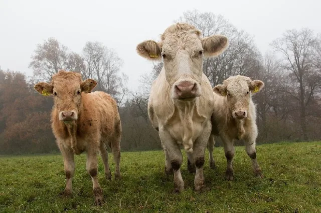 Las vacas son grandes productoras de metano, principal gas de efecto invernadero