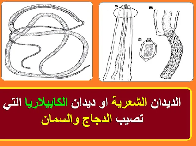 "ديدان الطيور" "علاج الديدان عند السمان" "علاج الديدان عن الدجاج" "علاج الديدان عن الاوز" "علاج الديدان عند البط" "اسباب الاصابة بالديدان في الطيور" "اسباب الاصابة بالديدان عند الدجاج" "اسباب الاصابة من الديدان عند السمان" ""ديدان الطيور" "علاج ديدان الطيور" "اعراض ديدان الطيور" "علاج ديدان للطيور" "علاج الديدان للطيور" "علاج الديدان طيور" "علاج الديدان عند الطيور" "علاج الديدان في الطيور" "علاج الديدان لدى الطيور" "علاج ديدان العصافير" "علاج ديدان الدجاج البلدي" "علاج ديدان الدجاج" "علاج ديدان الدواجن" "اعراض الديدان عند الطيور" "اعراض الديدان في الطيور" "افضل علاج للديدان للطيور" "علاج الدود للطيور" "علاج الديدان للعصافير" "علاج ديدان للحمام" "علاج الديدان عند طيور الزينة" "دواء الديدان للطيور" "علاج الديدان للحمام" "علاج الديدان للحمام الزاجل" "علاج الديدان عند طيور البادجي" "علاج الديدان عند طيور الكناري" "علاج الديدان عند الدجاج بالاعشاب" "علاج الديدان عند الدجاج" "علاج الديدان عند الدجاج البلدي" "افضل علاج للديدان عند الطيور" "علاج الديدان في الدواجن" "علاج الدود عند الطيور" "علاج الديدان عند الدواجن" "علاج الديدان عند العصافير" " ديدان الاسكارس" " الديدان الشعرية (الكابيلاريا)" " الديدان الاعورية(الهتراكس)" " ديدان القصبة الهوائية" " ديدان المعدة في البط والاوز" " الديدان الشريطية او السيستودا" " الديدان المثقبة او التريماتودا" "الطفيليات الخارجية التي تصيب الدجاج والسمان" " حشرات القمل" " حشرات الفاش" " جرب الارجل او الارجل الحرشفية" " حشرات البق" " حشرات القراد" "الذباب"