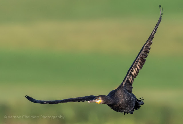 Cape cormorant low flying over the Diep River, Woodbridge Island