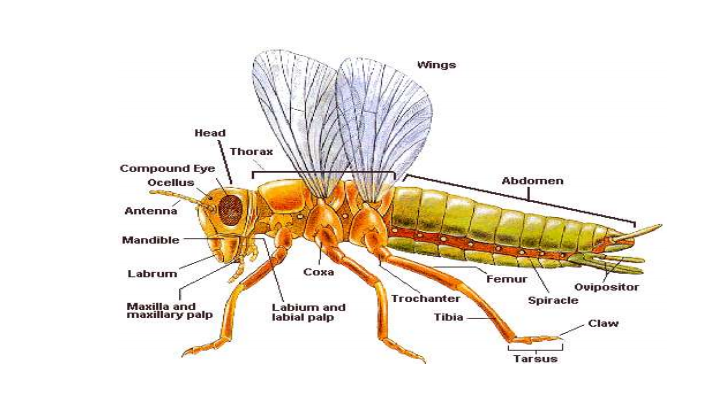 Famili Tabanidae Horse Fly 