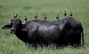 Hubungan interaksi antara kedua mahluk hidup tersebut adalah .... A. mutualisme, kerbau dan burung saling menguntungkan B. komensalisme, burung untung dan kerbau tidak dirugikan C. parasitisme, burung untung dan kerbau dirugikan D. kompetisi, terjadi persaingan antara burung dan kerbau