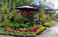 Populer 39+ Jenis Bunga Hias Di Taman