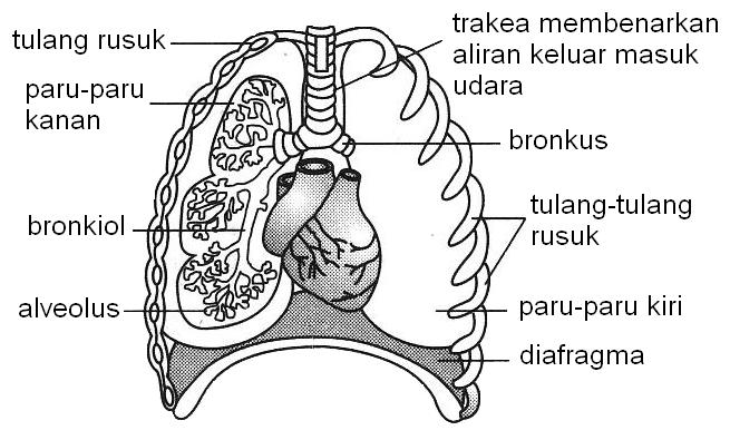 Sistem Pernafasan - Anatomi Manusia