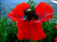 close up of a deep red poppy