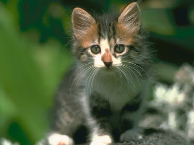 kitten wallpapers. cute kitten wallpaper. kitten