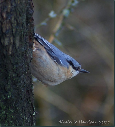 9-nuthatch