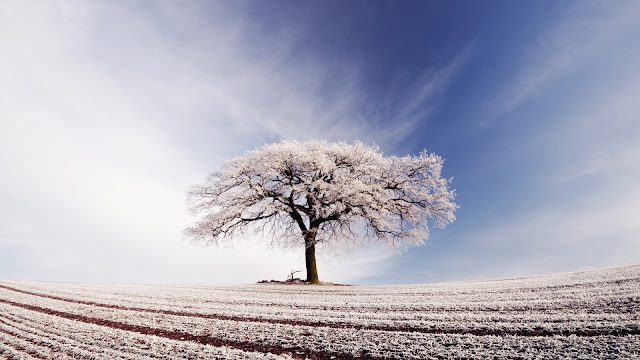 Beautiful White Lonely Tree