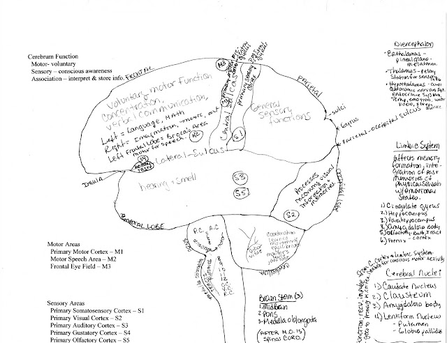 Brain Functions6