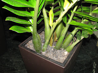 zamioculcas enferma