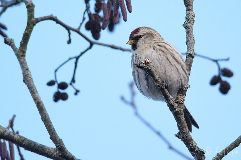 Urvalind, Acanthis flammea, Common Redpoll, Mealy, Carduelis