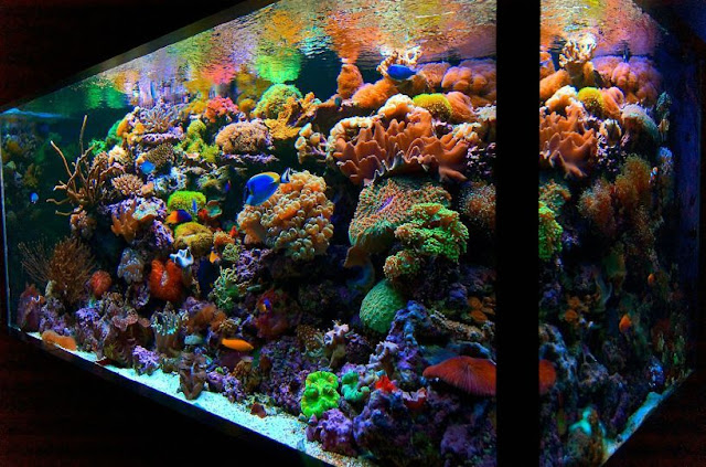 Reef Aquariums Market