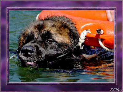 Chien Léonberg IKKE  de sauvetage aquatique  39 Jura Vouglans  PHOTOGRAPHE JD AMET