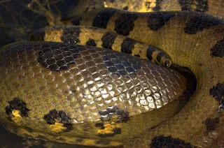 Which snake has the most deadly venom