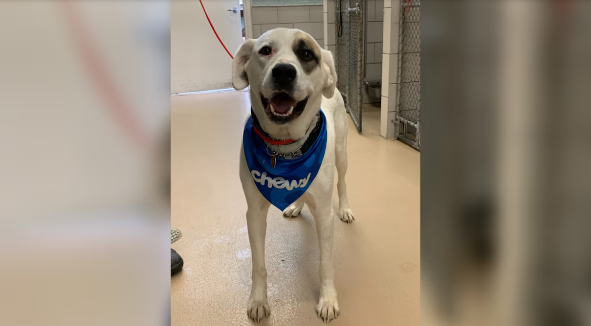 Patch the dog at Metro Animal Care and Control