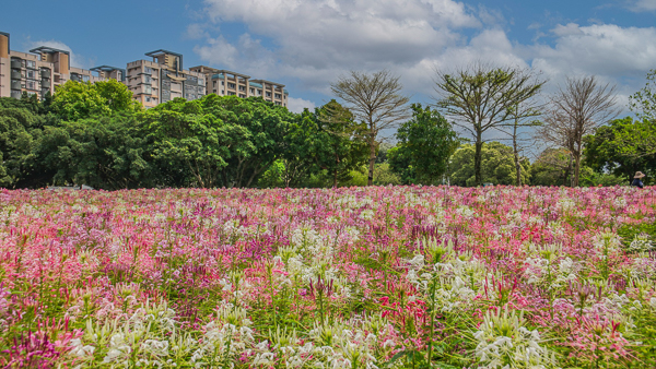 台北中正古亭河濱公園花海區，矮牽牛和醉蝶花海紫色夢幻美不勝收