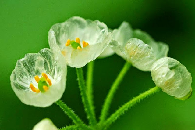 Devido ao fenômeno de ficar transparente, essa planta é conhecida como flor esqueleto. 