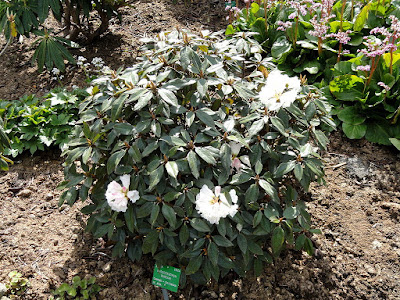 Rhododendron bureavii - Bureau rhododendron care and culture