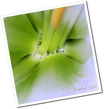 vit amaryllis 004