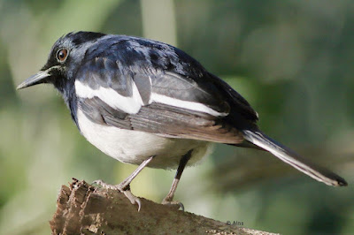 "Oriental Magpie-Robin - resident, sitting on a branch."