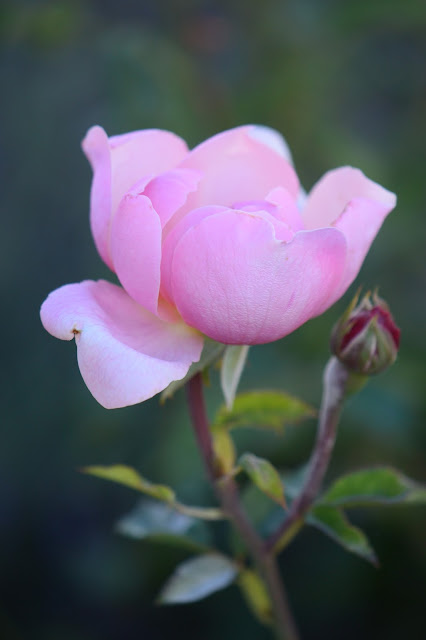 The Alnwick Rose, david austin, rose, english rose, photography, desert garden, small sunny garden, amy myers, arizona garden