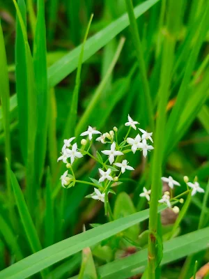 Ostparkの花