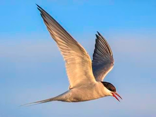 6 Birds That Are Champion Flyers