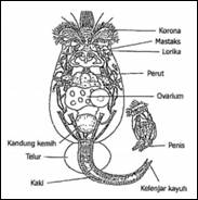 ZOOPLANKTON PERAIRAN PAYAU DAN LAUT