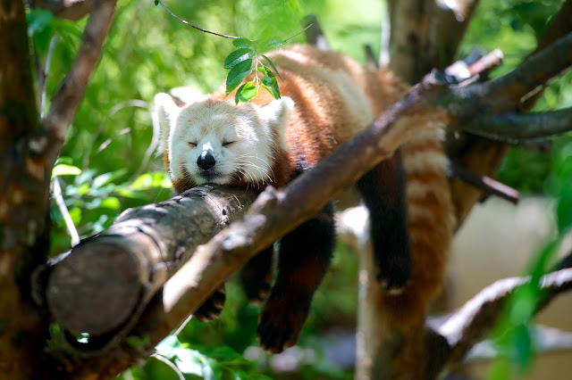 Panda rojo durmiendo en una rama