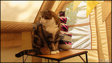 Maru Cat GIF • Happy 16th Maru, and may you continue to reign as the best cat on the Internet for many more years to come! [ok-cats.com]1-2