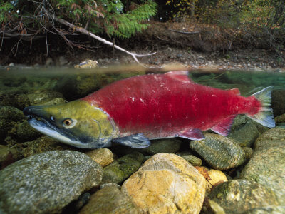 Red Salmon Fish
