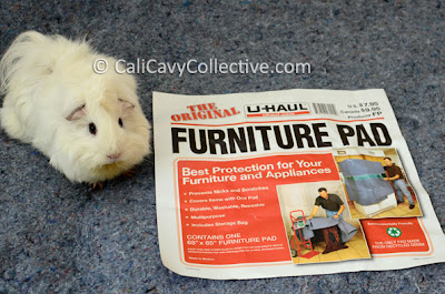 guinea pig alternative beddings review fleece and furniture pads