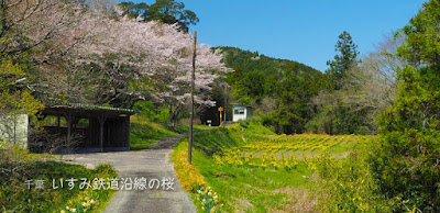 いすみ鉄道沿線の桜めぐり☆東総元駅〜久我原駅まで歩く。