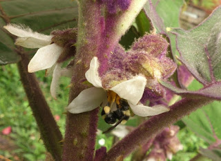 foto de flor siendo polinizada por abejorro bombus