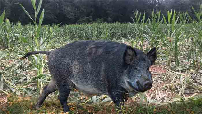 Guidelines issued for culling wild boars, Thiruvananthapuram, News, Cabinet, Trending, Kerala