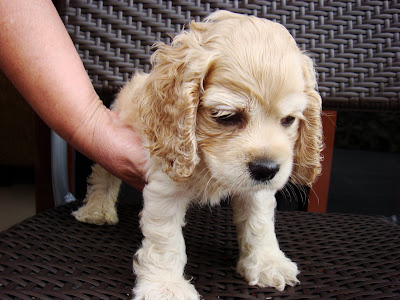 American Cocker Spaniel Puppies