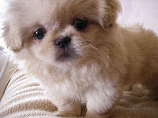 Pekingese Wallpapers