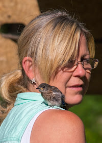 rescued male eastern bluebird fledgling on shoulder