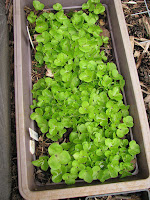 Hepatica nobilis var.nobilis