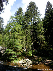 GERARDMER (88) - Le sentier écologique des Perles de la Vologne 