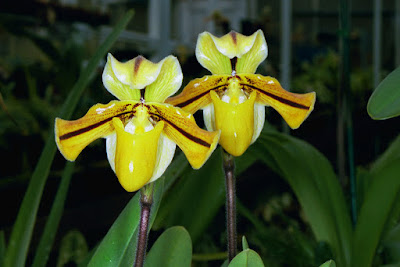 Paphiopedilum druryi orchid plant care and culture