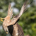 Amazing nose dive bird capture