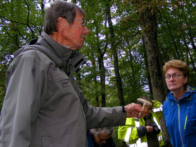 An experienced fungi forager explains how to identify Death Cap Amanita phalloides.  Indre et Loire, France. Photographed by Susan Walter. Tour the Loire Valley with a classic car and a private guide.