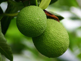 breadfruit images