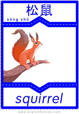 Squirrel - English-Chinese flashcards to learn names of forest animals