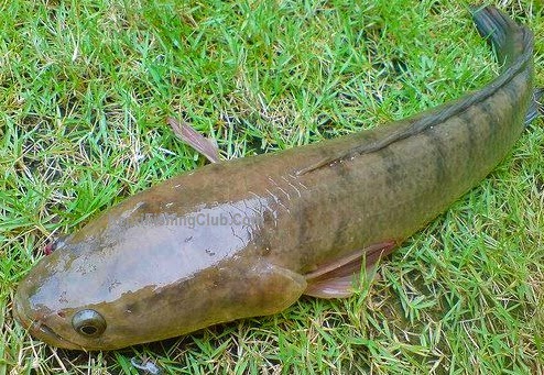  Sobat angler sekalian taukah kalian ikan gabus  Begini Mengenal Manfaat Ikan Gabus