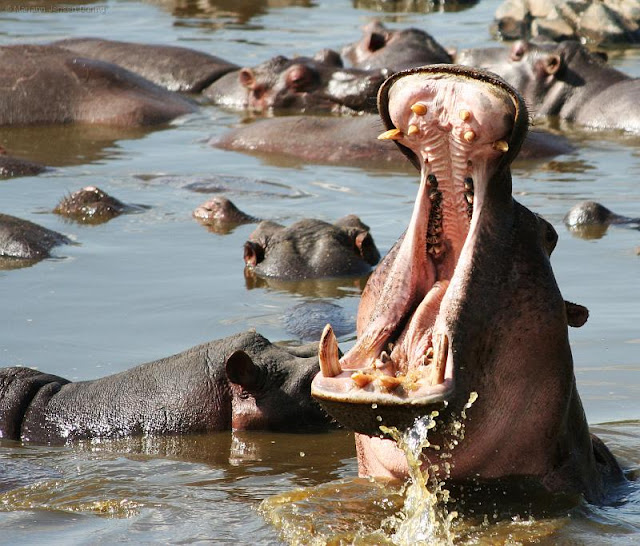 Hippos teeth