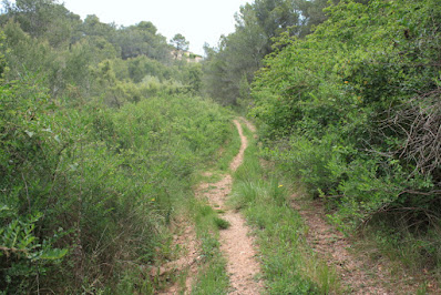 ARBRES SINGULARS A L'ALBÀ-AIGUAMÚRCIA-ALT CAMP, Camí del Pla de Manlleu a Aiguamúrcia en direcció a Cal Bernat i Castell de l'Albà