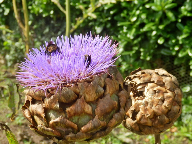 Artichoke at Lost Gardens of Heligan, Cornwall