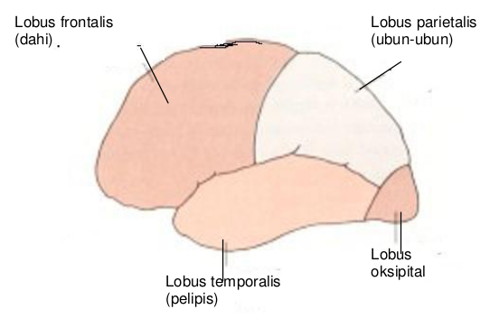 Lobus pada otak